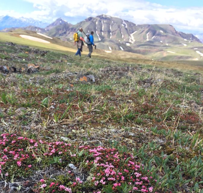 1 denali 5 hour guided wilderness hiking tour Denali: 5-Hour Guided Wilderness Hiking Tour