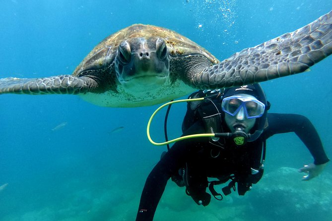 Discover Scuba Diving Experience in Turtle Habitat