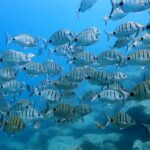 1 discover scuba diving in lanzarote costa teguise Discover Scuba Diving in Lanzarote (Costa Teguise)