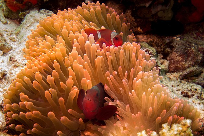 Discover Scuba Diving in Pemuteran – Diving Initiation in Bali (Menjangan Park)
