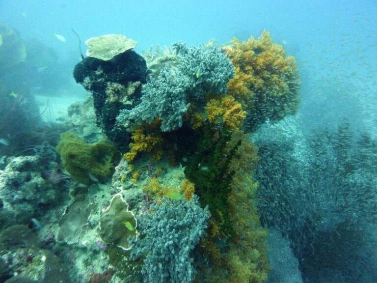 Diving Tour Karimunjawa (Private Tour)