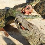 1 djerba explore park and crocodile farm with pickup Djerba: Explore Park and Crocodile Farm With Pickup