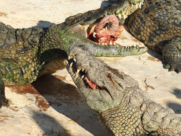 Djerba: Explore Park and Crocodile Farm With Pickup