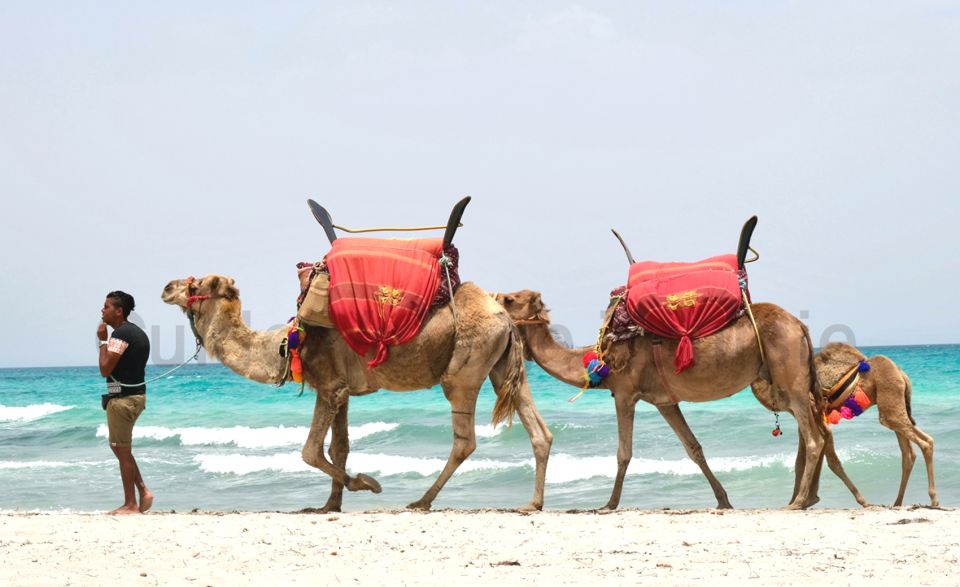 1 djerba guided camel ride with blue lagoon visit Djerba: Guided Camel Ride With Blue Lagoon Visit