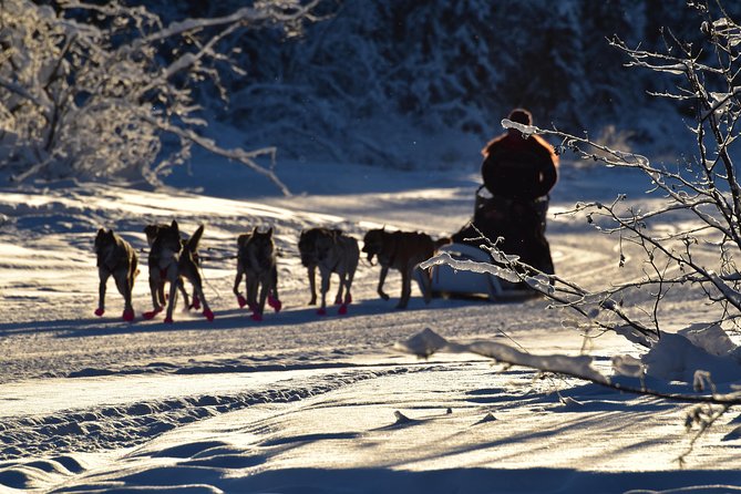 1 dog sledding and mushing experience in north pole Dog Sledding and Mushing Experience in North Pole