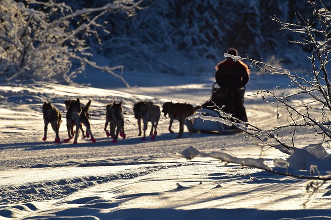 Dog Sledding and Mushing Experience in North Pole