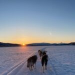 1 dog sledding with greenland dogs Dog Sledding With Greenland Dogs