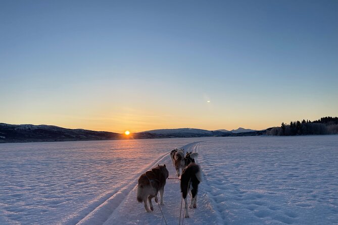 Dog Sledding With Greenland Dogs