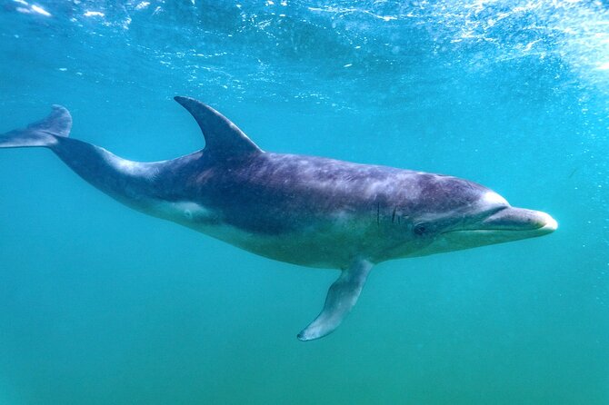 Dolphin and Seal Swim Reef Snorkel Boat Tour Mornington Peninsula