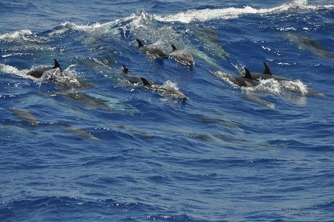 1 dolphin and whale safari in gran canaria Dolphin and Whale Safari in Gran Canaria