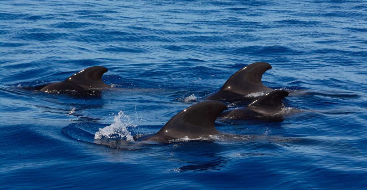 1 dolphin and whale watching in negombo Dolphin and Whale Watching in Negombo