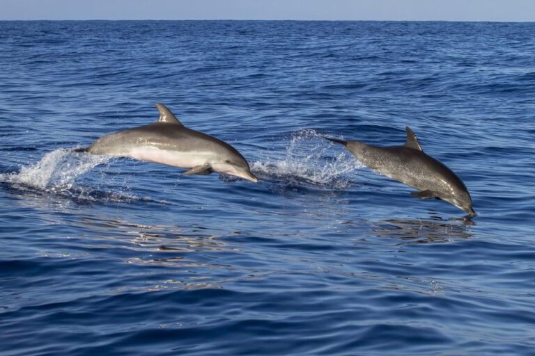 Dolphin Excursion in Martinique