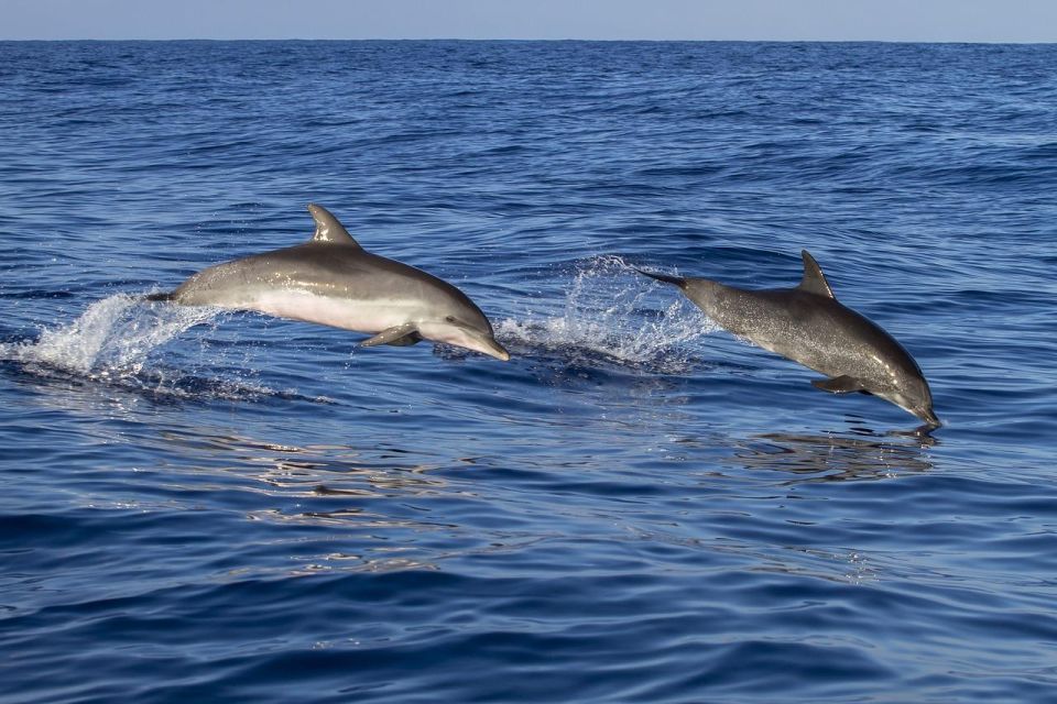1 dolphin excursion in martinique Dolphin Excursion in Martinique