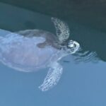 1 dolphin manatee and sea turtle adventure tour of st augustine Dolphin, Manatee and Sea Turtle Adventure Tour of St. Augustine