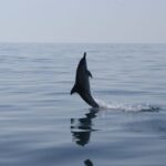 1 dolphin safari and cave tour in vilamoura Dolphin Safari and Cave Tour in Vilamoura