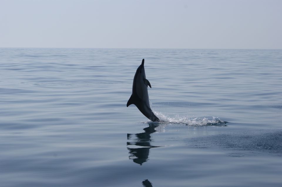 1 dolphin safari and cave tour in vilamoura Dolphin Safari and Cave Tour in Vilamoura