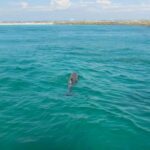 1 dolphin sightseeing tour on the footloose catamaran from panama city beach Dolphin Sightseeing Tour on the Footloose Catamaran From Panama City Beach