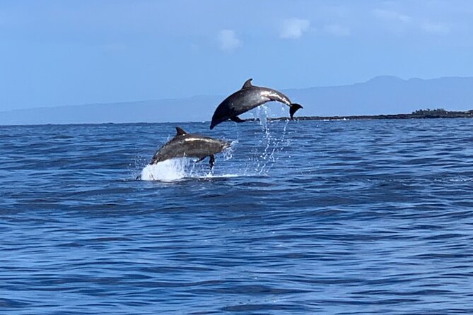 1 dolphin watch snorkel captain cook monument big island kailua kona hawaii Dolphin Watch & Snorkel Captain Cook Monument Big Island Kailua-Kona Hawaii