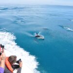 1 dolphin watching and boat trip in puerto madryn Dolphin Watching and Boat Trip in Puerto Madryn