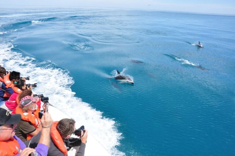 Dolphin Watching and Boat Trip in Puerto Madryn