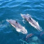 1 dolphin watching in trincomalee Dolphin Watching in Trincomalee