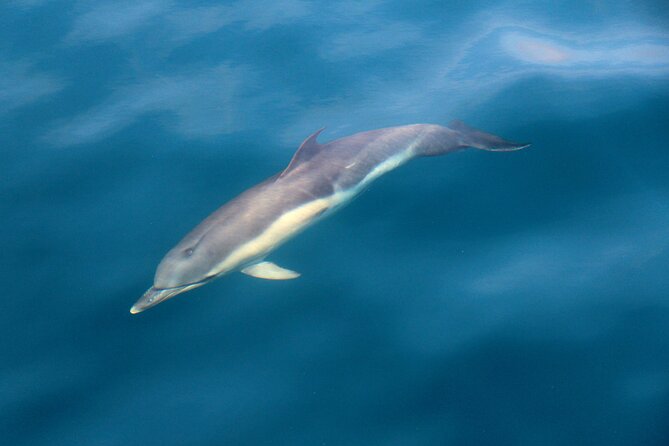 1 dolphin whale watching 4hrs blasket island landing 3hrs Dolphin & Whale Watching (4hrs) Blasket Island Landing (3hrs)