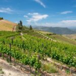 1 douro valley private tour with 2 wine tastings Douro Valley Private Tour With 2 Wine Tastings