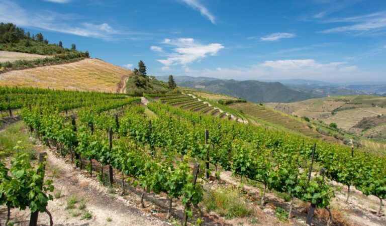 Douro Valley Private Tour With 2 Wine Tastings