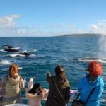 1 dunsborough whale watching eco tour Dunsborough Whale Watching Eco Tour