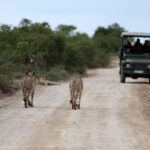 1 durban full day big 5 safari manyoni private game reserve Durban: Full-Day Big 5 Safari @ Manyoni Private Game Reserve