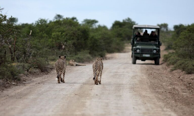 Durban: Full-Day Big 5 Safari @ Manyoni Private Game Reserve