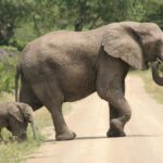 1 durban hluhluwe imfolozi safari isimangaliso tour Durban: Hluhluwe Imfolozi Safari & Isimangaliso Tour