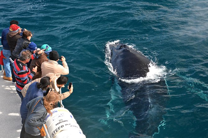 Educational Whale Watching Tour From Augusta or Perth