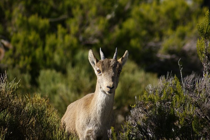 El Saltillo Gorge and White Village Hiking Tour From Malaga