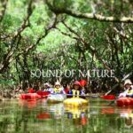 1 enjoy a private mangrove canoe in amami a special journey in nature Enjoy a Private Mangrove Canoe in Amami – a Special Journey in Nature