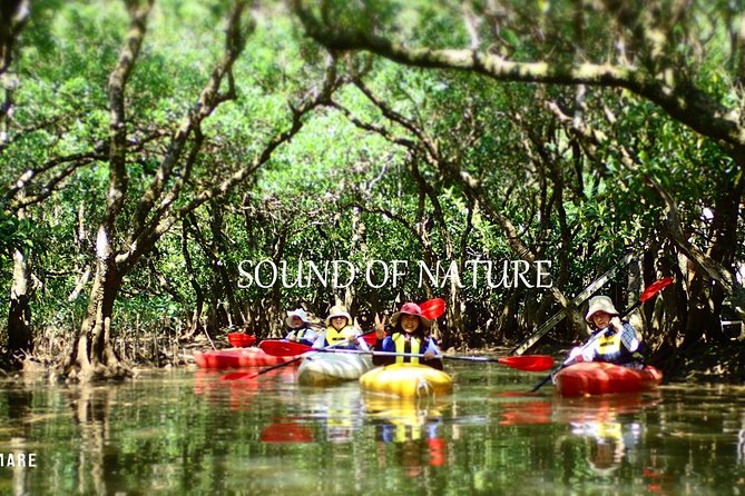 Enjoy a Private Mangrove Canoe in Amami – a Special Journey in Nature