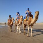 1 essaouira an unforgettable 2 hour ride on a camel Essaouira: an Unforgettable 2 Hour Ride on a Camel