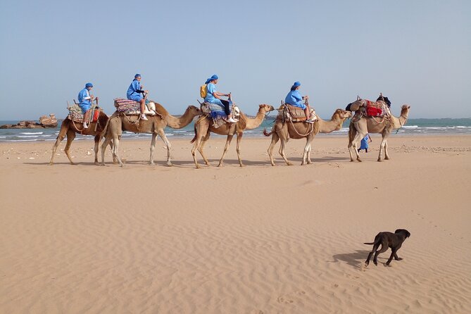 Essaouira Private Camel Ride (1 Hour).