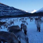 1 exclusive reindeers experience in small groups tromso Exclusive Reindeers Experience in Small Groups, Tromso