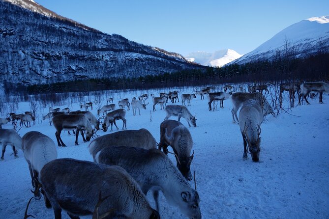Exclusive Reindeers Experience in Small Groups, Tromso