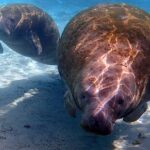 1 exclusive small group vip heated manatee snorkel tour Exclusive Small Group VIP Heated Manatee Snorkel Tour