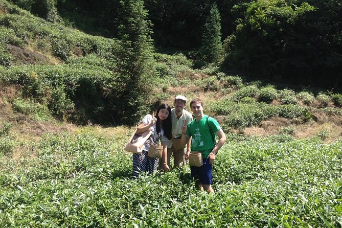 Experience Chengdu: Private Tea-Making Day Tour of Mengdingshan Tea Plantation