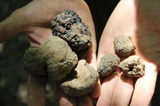 Experience Tuscan Truffle Hunting With Wine and Lunch