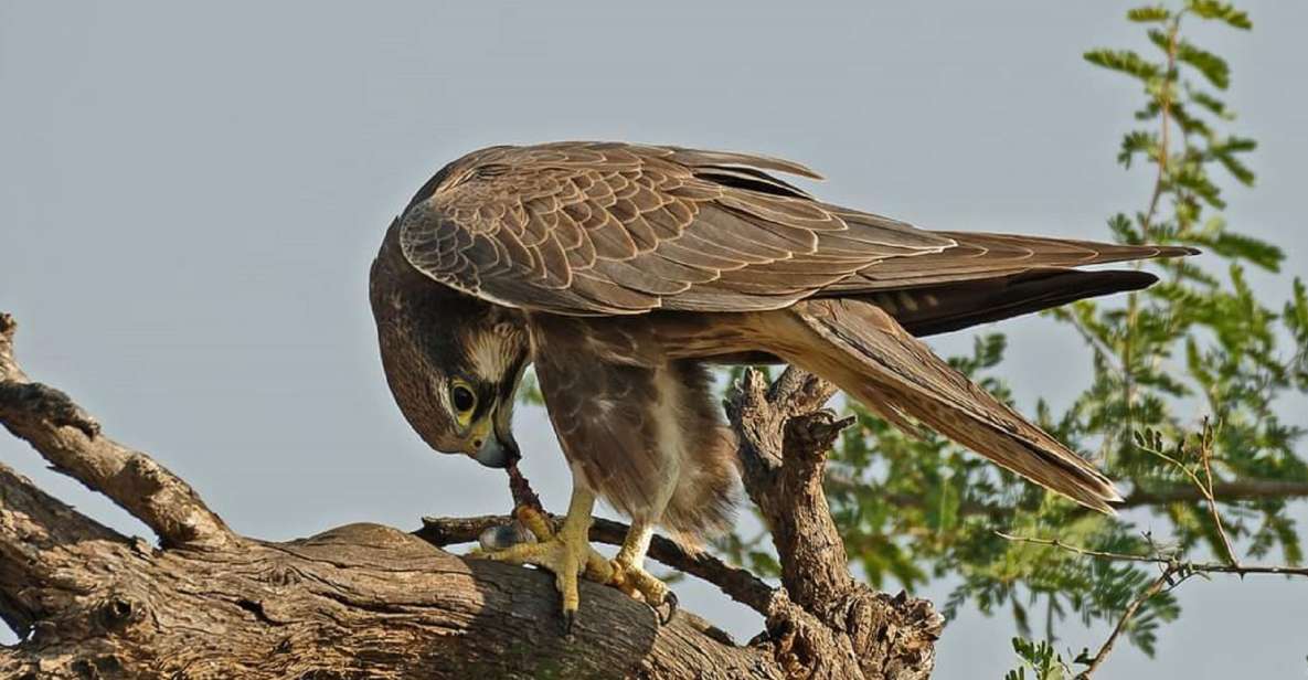 1 explore the desert national park with experience guide Explore The Desert National Park With Experience Guide