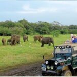 1 exploring udawalawe safari and elephant transits home Exploring Udawalawe: Safari and Elephant Transits Home