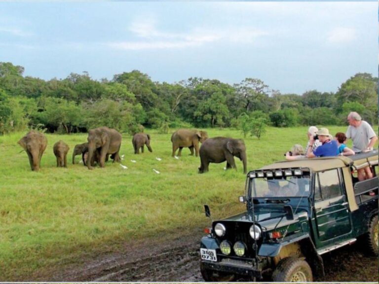 Exploring Udawalawe: Safari and Elephant Transits Home