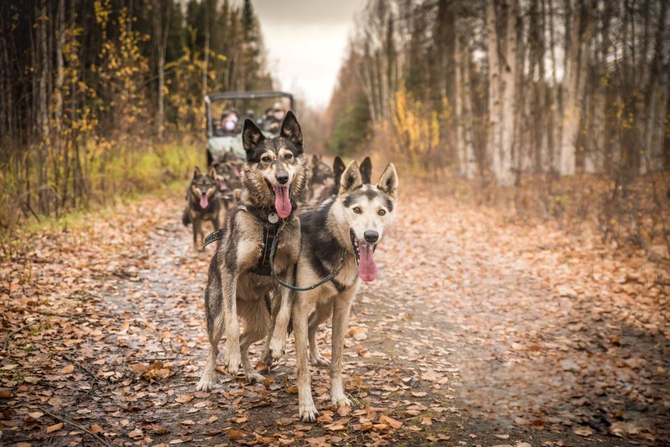 1 fairbanks fall cart adventure pulled by a sled dog Fairbanks: Fall Cart Adventure Pulled by a Sled Dog