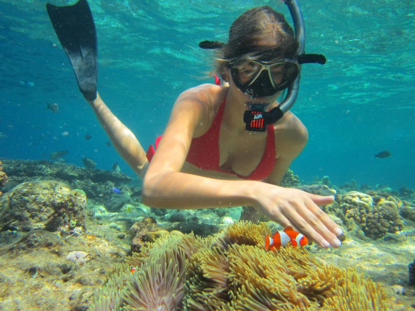 1 family or group sunset picnic snorkeling at menjangan island Family or Group Sunset Picnic Snorkeling at Menjangan Island