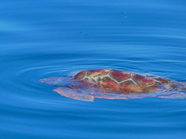 Faro: Dolphin and Wildlife Watching in the Atlantic Ocean