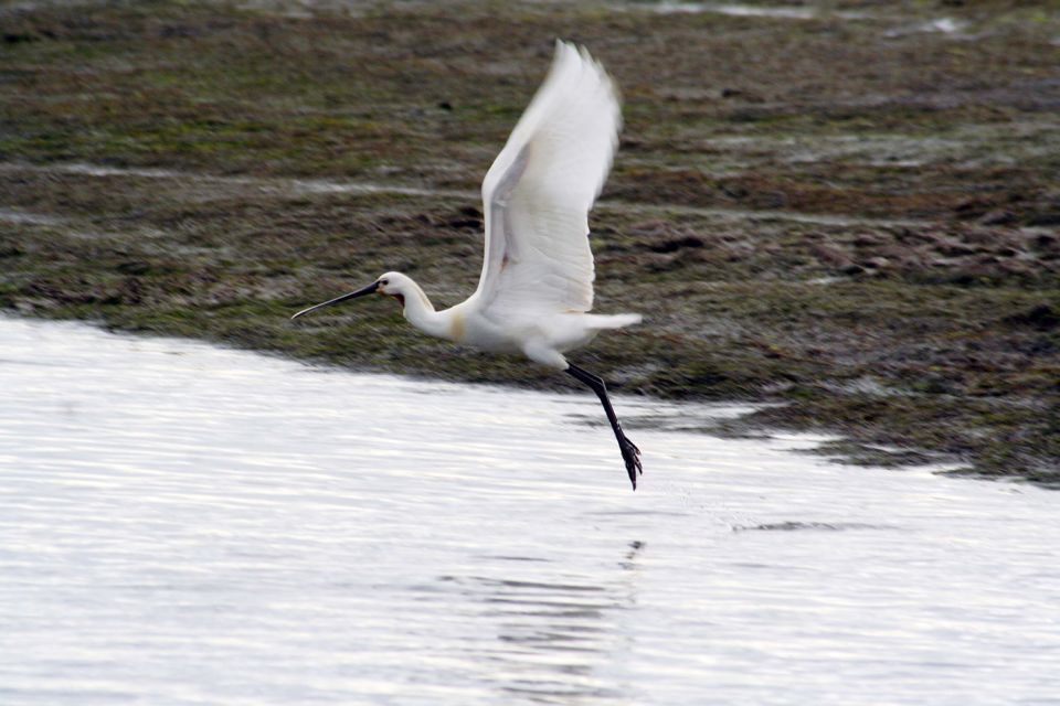 1 faro eco friendly ria formosa bird watching in solar boat Faro: Eco-Friendly Ria Formosa Bird Watching in Solar Boat